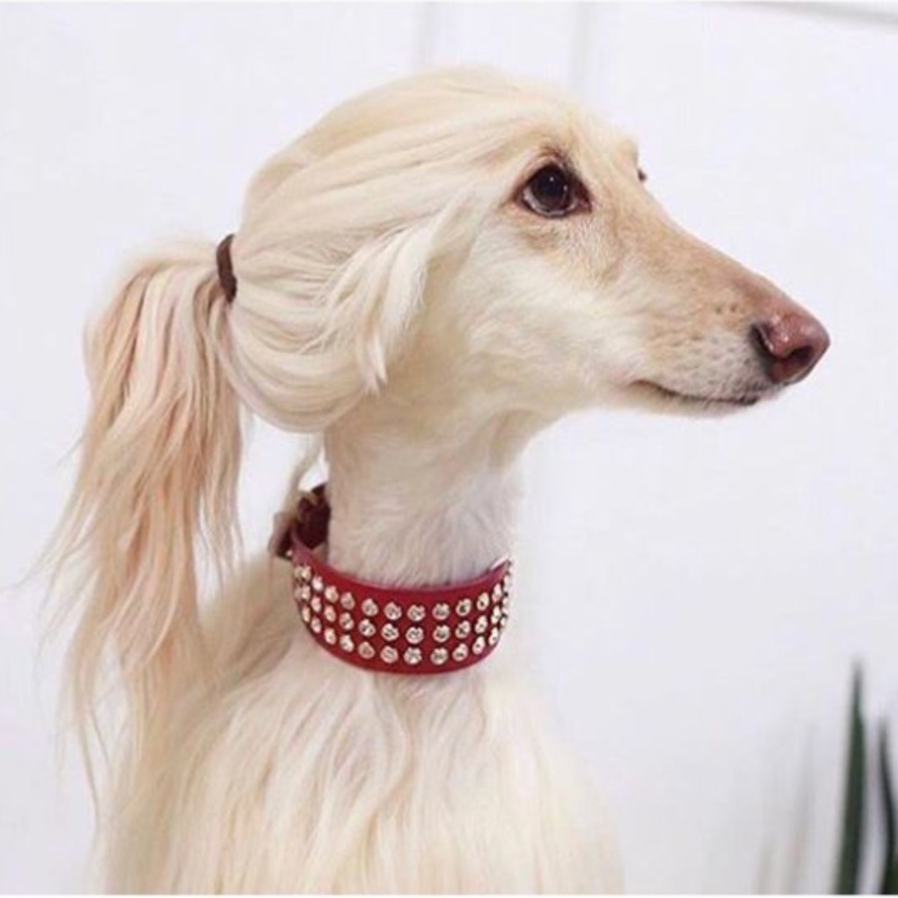Meet your Posher, Elsa
